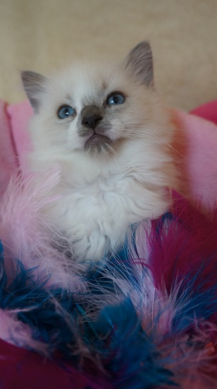 Ragdoll piękne rodowodowe kocięta hodowla Ufne Koty*PL