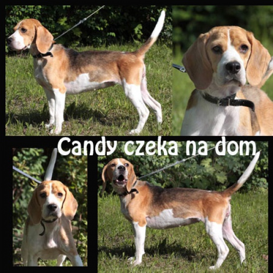 CANDY, słodki cukiereczek, szuka dobrego domu 